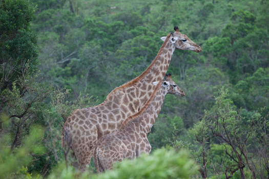 View of two giraffes standing among lush green trees and foliage in South Africa.