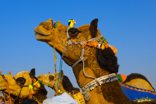 View of a decorated camel with intricate patterns and colorful tassels at the Chanan Pir festival in Yazman Punjab Pakistan.