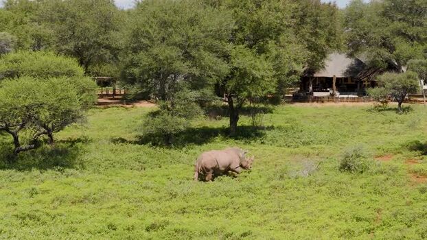 Aerial view of a rhino in the bushveld South Africa.