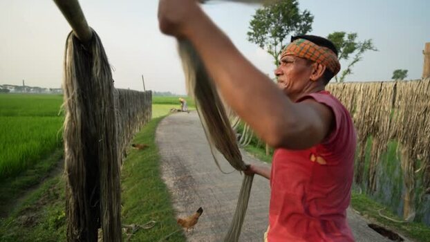 View of a worker drying jute fibers in Jamalpur Bangladesh.