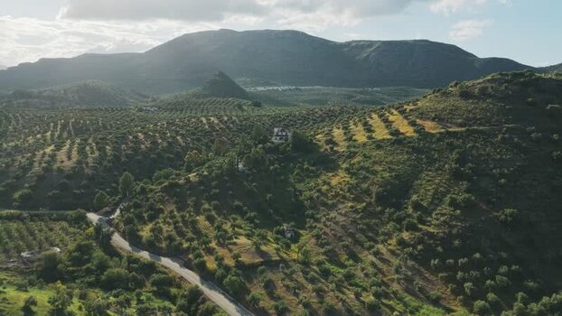 Aerial view of olive groves and rolling hills Spain.