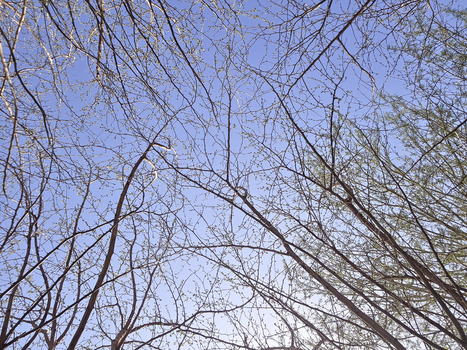 View of bare tree branches with small spring buds against a clear blue sky in Sariyer Istanbul Turkiye.