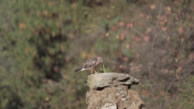 View of a bird on a mossy rock China.