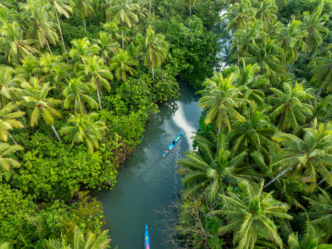 Aerial view of a boat navigating the winding Coconut river surrounded by a dense tropical palm forest in Siargao Philippines. Aerial view of a boat navigating the winding Coconut river surrounded by a dense tropical palm forest in Siargao Philippines.