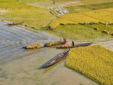 Kishoreganj Bangladesh March 05 2026 Flood affected farmers harvest half submerged Boro paddy in waist deep water racing to save crops as rising haor waters threaten total loss. Kishoreganj Bangladesh March 05 2026 Flood affected farmers harvest half submerged Boro paddy in waist deep water racing to save crops as rising haor waters threaten total loss.