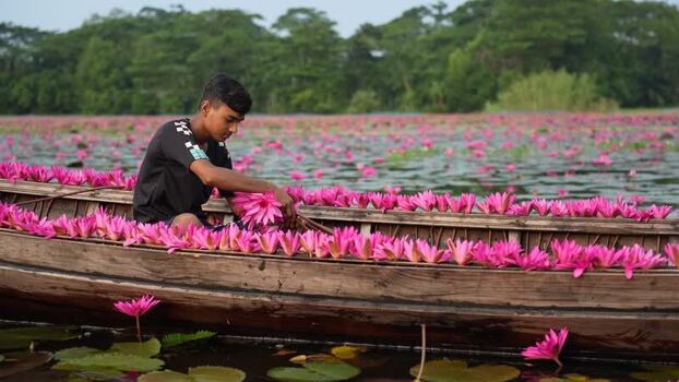 View of a man in a boat with pink water lilies in Barishal Bangladesh. View of a man in a boat with pink water lilies in Barishal Bangladesh.
