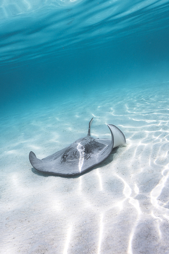 View of a stingray gliding over the sandy seabed in clear turquoise water in Moorea Maiao Windward Islands French Polynesia.