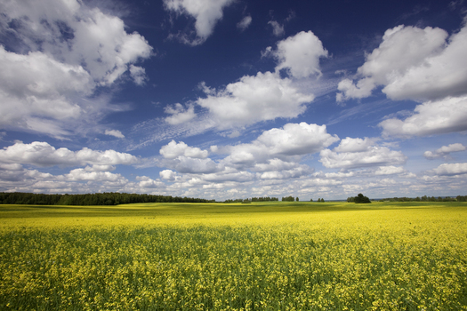 View of a blooming yellow rapeseed field under a bright blue sky with white clouds and a distant forest line Minsk Minsk Region Belarus. View of a blooming yellow rapeseed field under a bright blue sky with white clouds and a distant forest line Minsk Minsk Region Belarus.