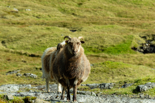View of a sheep standing on rocky terrain with green hills in the background in the Faroe Islands. View of a sheep standing on rocky terrain with green hills in the background in the Faroe Islands.