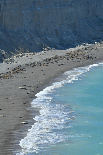 View of Puerto Piramides featuring a large colony of sea lions resting on the dark sand beach beside turquoise ocean waves and steep cliffs in Puerto Madryn Chubut Argentina. View of Puerto Piramides featuring a large colony of sea lions resting on the dark sand beach beside turquoise ocean waves and steep cliffs in Puerto Madryn Chubut Argentina.