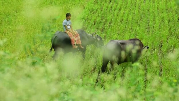 View of a boy riding a water buffalo in a green field Bangladesh. View of a boy riding a water buffalo in a green field Bangladesh.
