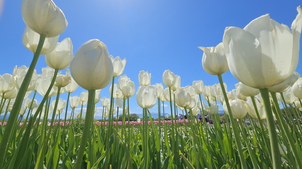 View of Campo de Tulipanes with white tulips in full bloom under a clear blue sky in Trevelin Chubut Province Argentina.