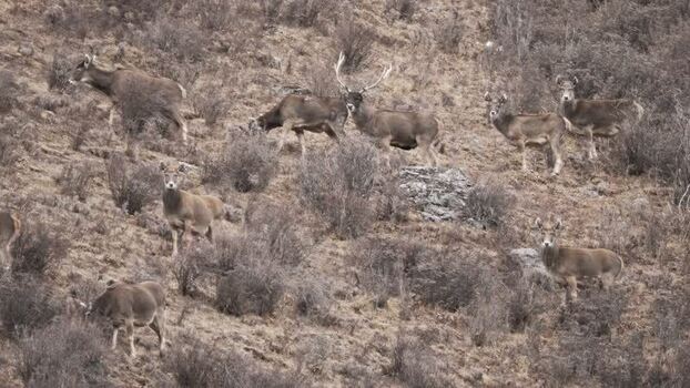 View of deer on a dry brushy hillside China.