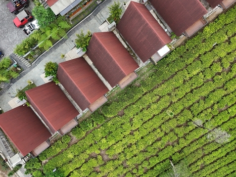 Aerial view of Kebun Teh Panama featuring rows of lush green tea plants alongside a row of small cabins with red roofs in Kecamatan Garung Jawa Tengah Indonesia. Aerial view of Kebun Teh Panama featuring rows of lush green tea plants alongside a row of small cabins with red roofs in Kecamatan Garung Jawa Tengah Indonesia.