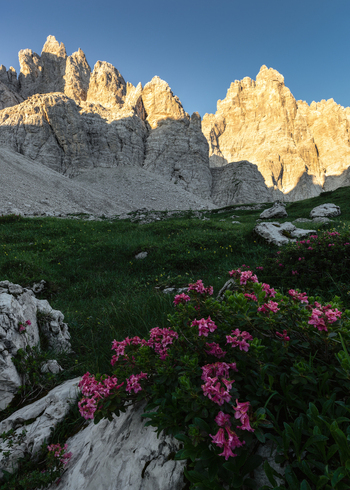 View of Dolomites mountain peaks with pink rhododendron flowers in an alpine meadow under a clear sky Trentino Alto Adige Italy. View of Dolomites mountain peaks with pink rhododendron flowers in an alpine meadow under a clear sky Trentino Alto Adige Italy.