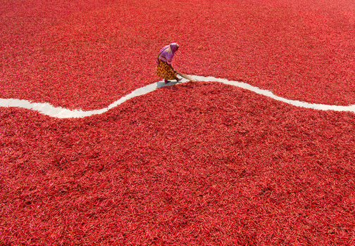 Bogura Bangladesh 12 March 2018 View of a woman sweeping red chili peppers spread out to dry in the sun on a large field. Bogura Bangladesh 12 March 2018 View of a woman sweeping red chili peppers spread out to dry in the sun on a large field.
