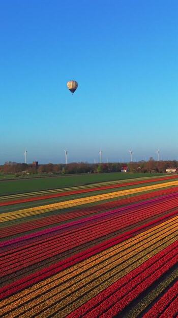 Aerial view of a hot air balloon over colorful tulip fields Netherlands. Aerial view of a hot air balloon over colorful tulip fields Netherlands.