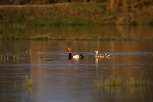 View of a pair of red crested pochards swimming in a calm wetland with grassy banks in Kamoke Punjab Pakistan. View of a pair of red crested pochards swimming in a calm wetland with grassy banks in Kamoke Punjab Pakistan.