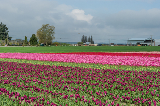 View of vibrant rows of purple pink and red tulips stretching across a field under a cloudy sky in La Conner Washington United States.