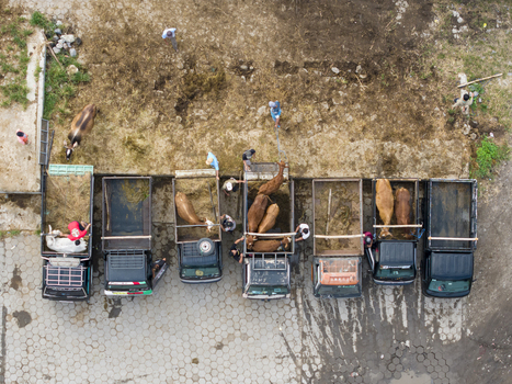 Aerial view of Animal Market Prambanan with trucks parked and cattle being handled by workers on a dirt ground Kecamatan Prambanan Jawa Tengah Indonesia. Aerial view of Animal Market Prambanan with trucks parked and cattle being handled by workers on a dirt ground Kecamatan Prambanan Jawa Tengah Indonesia.