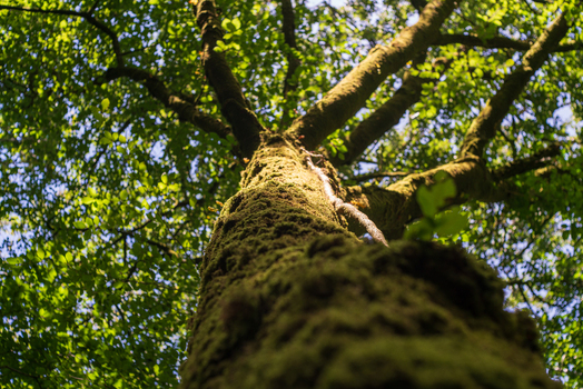 View of a mossy tree trunk reaching towards the sunlit canopy in the lush forest of Golitha Falls National Nature Reserve Liskeard England United Kingdom. View of a mossy tree trunk reaching towards the sunlit canopy in the lush forest of Golitha Falls National Nature Reserve Liskeard England United Kingdom.