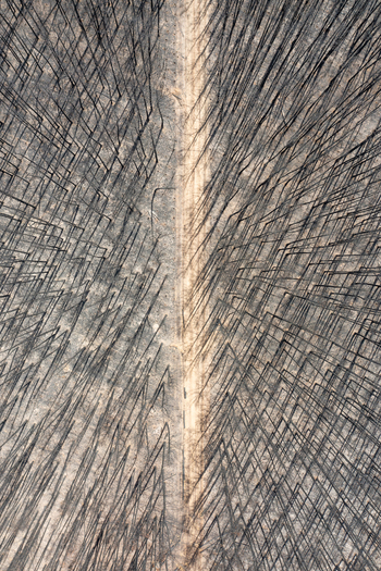 Aerial view of a burnt forest with charred tree trunks and a dirt road running through the center of the landscape after a bushfire in Kangaroo Island South Australia Australia. Aerial view of a burnt forest with charred tree trunks and a dirt road running through the center of the landscape after a bushfire in Kangaroo Island South Australia Australia.