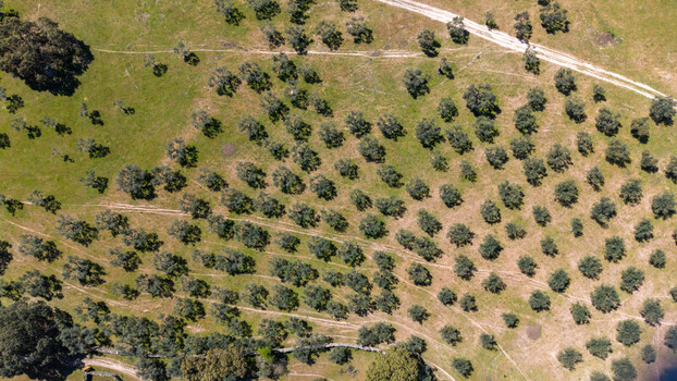 Aerial view of olive trees stand in precise rows their dark foliage contrasting with the sunlit grassy fields Navas del Madro&ntilde;o Extremadura Spain.