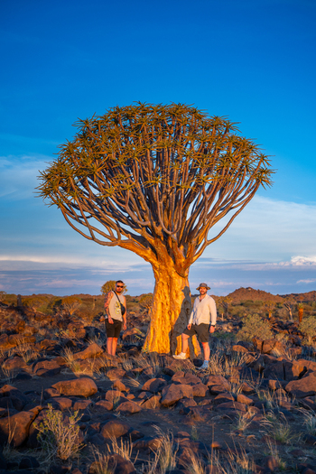 Aussenkehr Namibia 06 March 2026 View of a quiver tree bathed in golden light casting long shadows across the rocky landscape with two figures standing nearby. Aussenkehr Namibia 06 March 2026 View of a quiver tree bathed in golden light casting long shadows across the rocky landscape with two figures standing nearby.