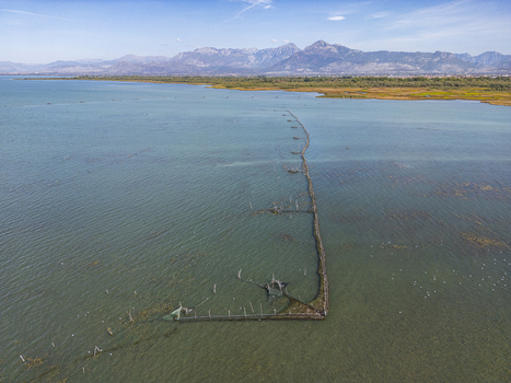 Aerial view of Shkodra Lake featuring traditional wooden fishing weirs extending into the clear water with distant mountains under a blue sky Shiroka Shkoder County Albania. Aerial view of Shkodra Lake featuring traditional wooden fishing weirs extending into the clear water with distant mountains under a blue sky Shiroka Shkoder County Albania.