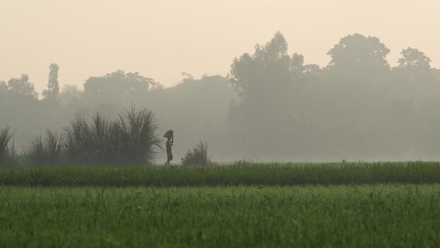 View of a person walking in a misty field in Bogura Bangladesh.