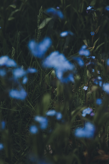 View of blue forget me not flowers blooming in a lush green meadow on Vormsi island in Laane County Estonia. View of blue forget me not flowers blooming in a lush green meadow on Vormsi island in Laane County Estonia.