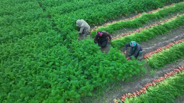 Aerial view of farmers harvesting carrots in a field Bangladesh. Aerial view of farmers harvesting carrots in a field Bangladesh.