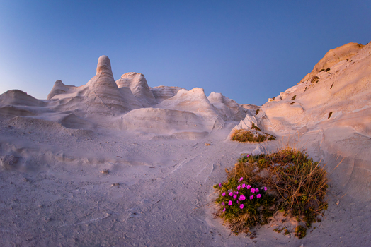 View of the unique white volcanic rock formations of Sarakiniko Beach at sunset with vibrant pink flowers in the foreground in Milos Greece. View of the unique white volcanic rock formations of Sarakiniko Beach at sunset with vibrant pink flowers in the foreground in Milos Greece.