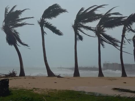 View of palm trees bending in strong winds Northern Mariana Islands. View of palm trees bending in strong winds Northern Mariana Islands.