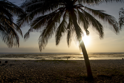 View of Tiwi Beach with silhouetted palm trees over white sand and the calm ocean during a golden sunset in Tiwi Wilaya ya Kwale Kenya. View of Tiwi Beach with silhouetted palm trees over white sand and the calm ocean during a golden sunset in Tiwi Wilaya ya Kwale Kenya.
