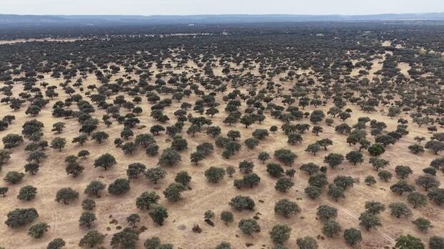 Aerial view of dehesa landscape in Navalmoral de la Mata Spain.
