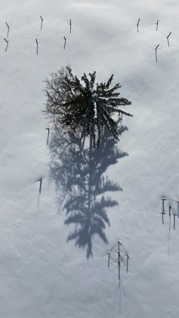Aerial view of a lone tree casting a long shadow on the pristine snow covered landscape a stark contrast of dark and light Mijoux Auvergne Rhône Alpes France. Aerial view of a lone tree casting a long shadow on the pristine snow covered landscape a stark contrast of dark and light Mijoux Auvergne Rhône Alpes France.