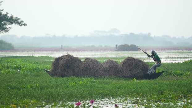 View of a man on a boat with hay in a wetland Bangladesh. View of a man on a boat with hay in a wetland Bangladesh.