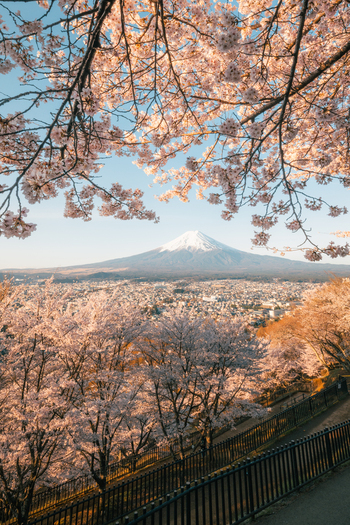 View of the majestic Mount Fuji rises serenely behind a sea of delicate cherry blossoms in full bloom painting the landscape in hues of pink Fujiyoshida Yamanashi Japan.