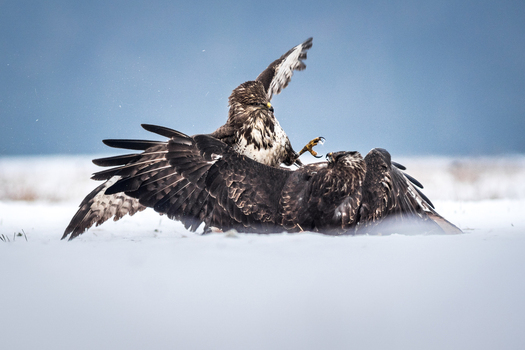 View of two common buzzards fighting in the snow with wings spread wide in Debrzno Pomeranian Voivodeship Poland.