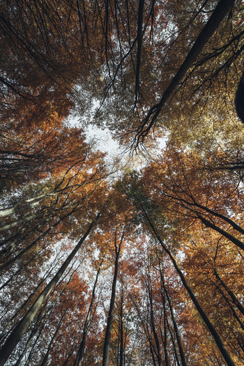 View of a vibrant beech forest canopy with golden and orange autumn leaves reaching towards the sky in Krakow Lesser Poland Voivode Poland. View of a vibrant beech forest canopy with golden and orange autumn leaves reaching towards the sky in Krakow Lesser Poland Voivode Poland.
