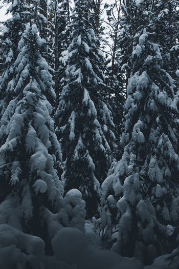 View of snow covered pine trees in a dense forest during winter in Lahemaa National Park Estonia. View of snow covered pine trees in a dense forest during winter in Lahemaa National Park Estonia.