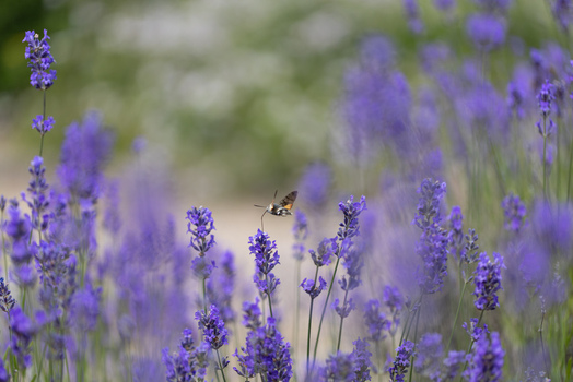 View of a hummingbird hawk moth hovering over blooming purple lavender flowers in a garden in Wittenheim Grand Est France.