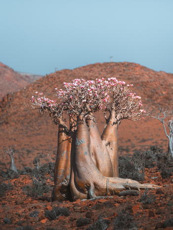 View of a blooming Desert Rose tree with its characteristic thick bulbous trunk and pink flowers in the arid landscape of Socotra Yemen. View of a blooming Desert Rose tree with its characteristic thick bulbous trunk and pink flowers in the arid landscape of Socotra Yemen.