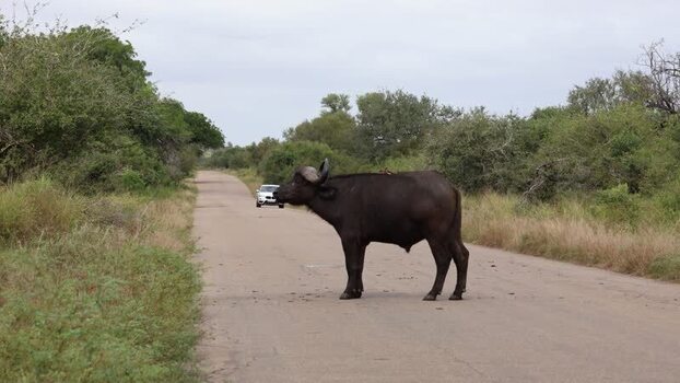 View of a Cape buffalo on a road in Kruger National Park South Africa.