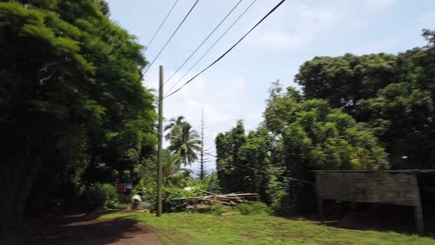 Aerial view of lush green vegetation and palm trees under a bright sky Hilo Hawaii United States.
