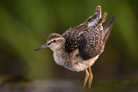 View of a wood sandpiper stretching its wing in a natural wetland habitat in Debrzno Pomeranian Voivodeship Poland. View of a wood sandpiper stretching its wing in a natural wetland habitat in Debrzno Pomeranian Voivodeship Poland.
