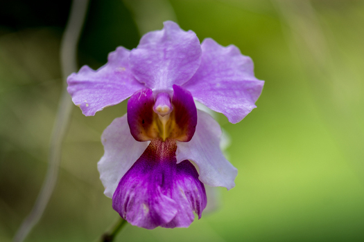 View of a vibrant purple and white orchid flower with a deep magenta center captured in a close up shot with a soft blurred green background in Costa Rica.