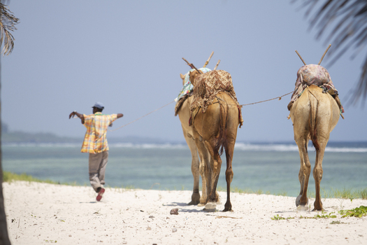 View of a man leading two camels along the white sands of Tiwi Beach with the turquoise ocean in the background Tiwi Wilaya ya Kwale Kenya. View of a man leading two camels along the white sands of Tiwi Beach with the turquoise ocean in the background Tiwi Wilaya ya Kwale Kenya.