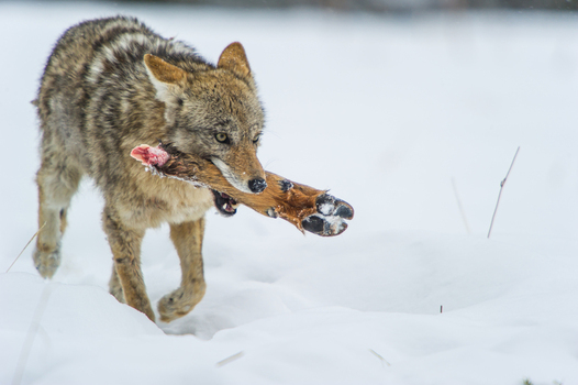 View of a coyote carrying a deer leg through the snow in Yellowstone National Park United States.
